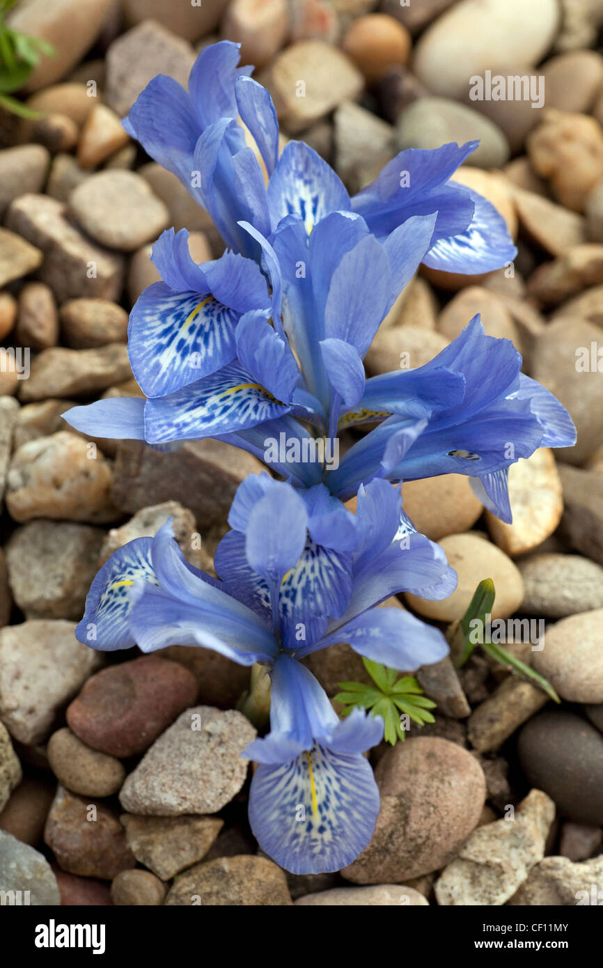 Beautiful, miniature Iris ‘Katherine Hodgkin’, with brilliant blue petals making a striking show on a gravel bed Stock Photo