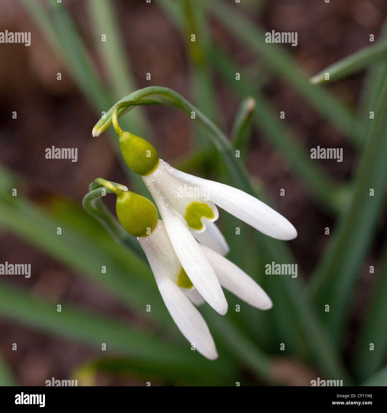 Elegant and perfectly formed, two snowdrops with elongated bell shapes. Named Merlin a very modern and contemporary snowdrop. Stock Photo