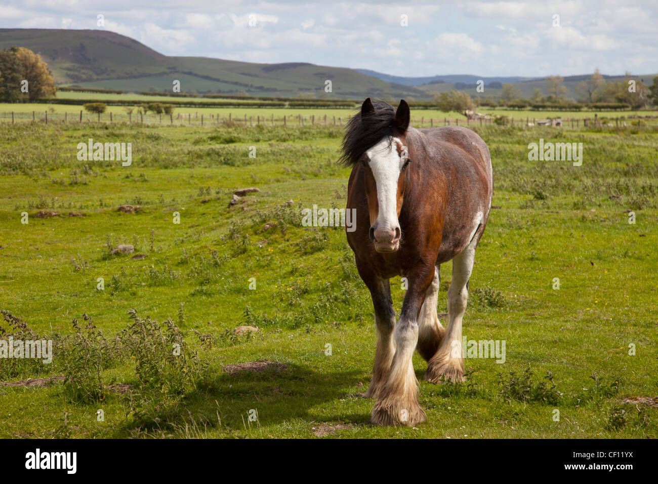 Clydesdale Horse In A Field; Northumberland England Stock Photo Alamy