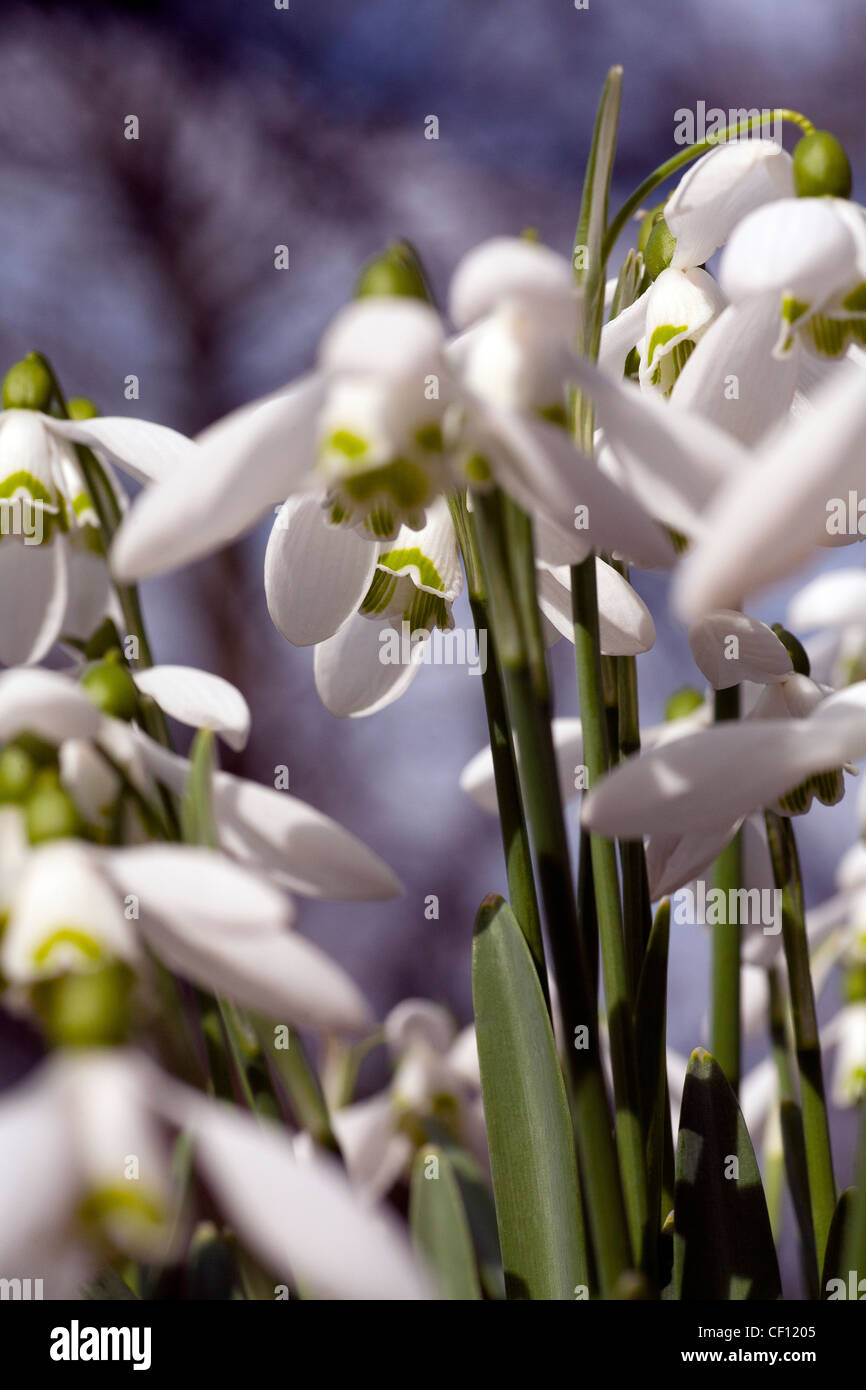 A macro photograph of the miniature world of snowdrops growing up towards the Spring sunshine and blue skies. Stock Photo