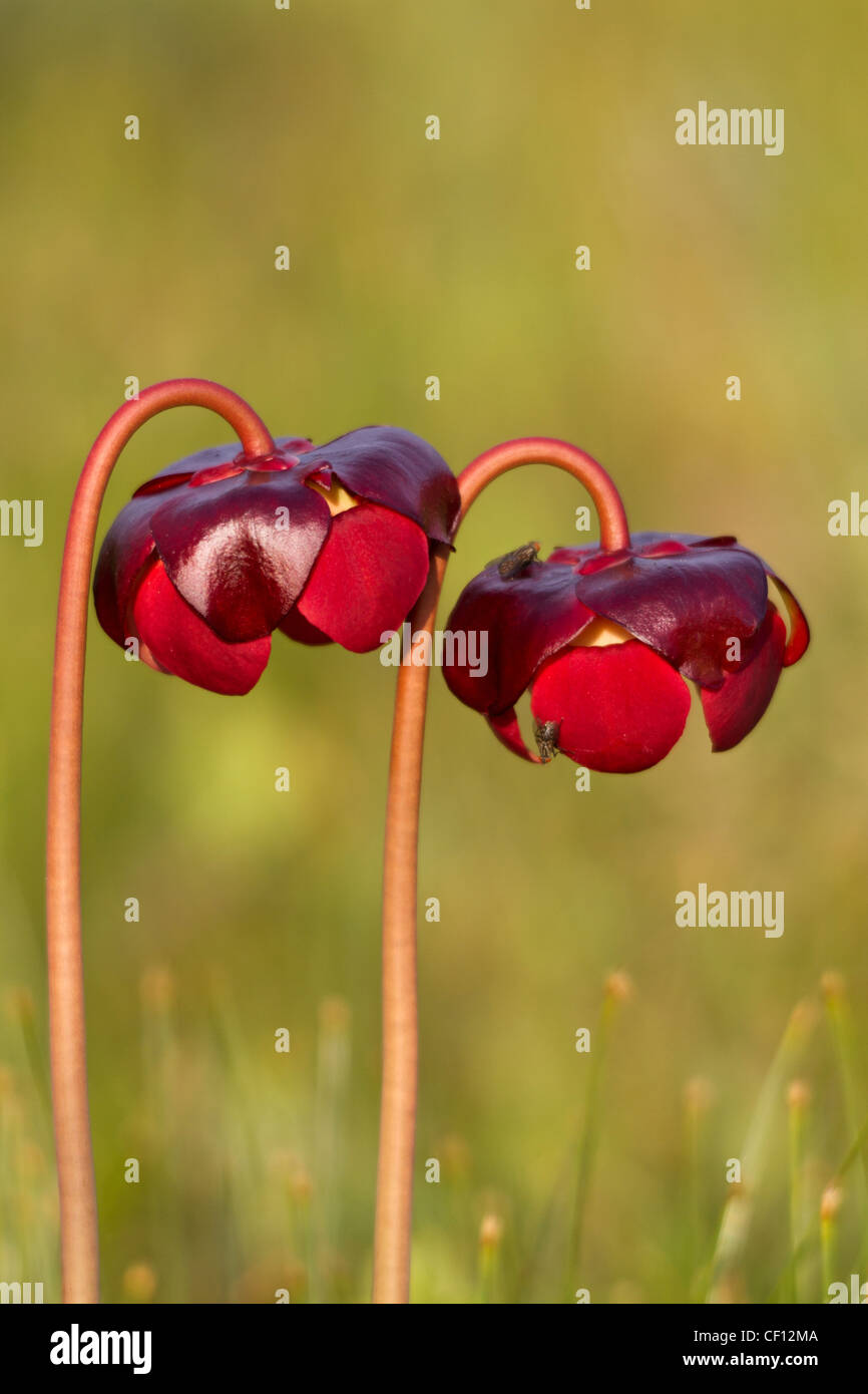 Close up of two flowers of pitcher plant, a carnivorous plant, growing in bog of Cape Breton National Park, Nova Scotia, Canada. Stock Photo