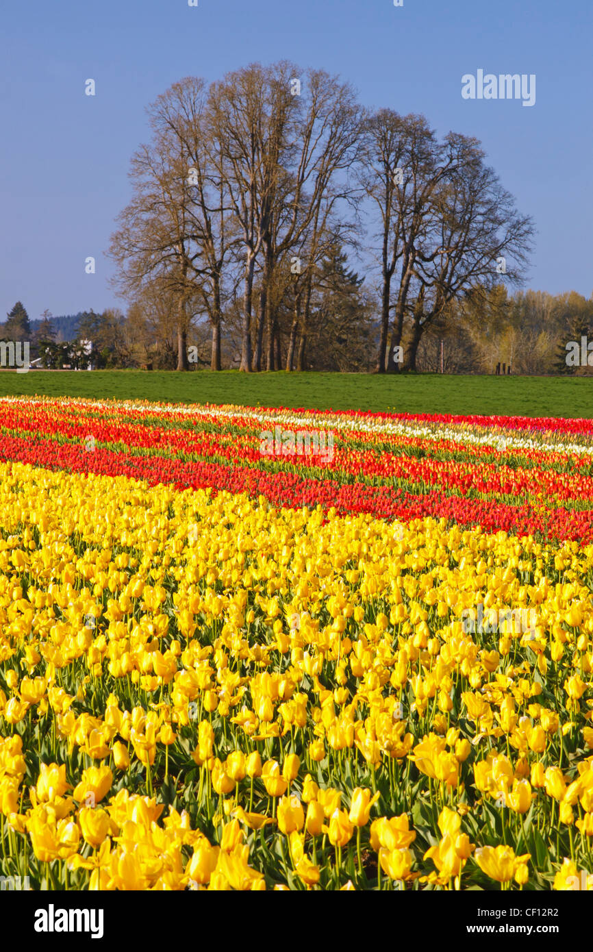 Rows Of Red And Yellow Tulips At Wooden Shoe Tulip Farm; Woodburn Oregon United States Of America Stock Photo