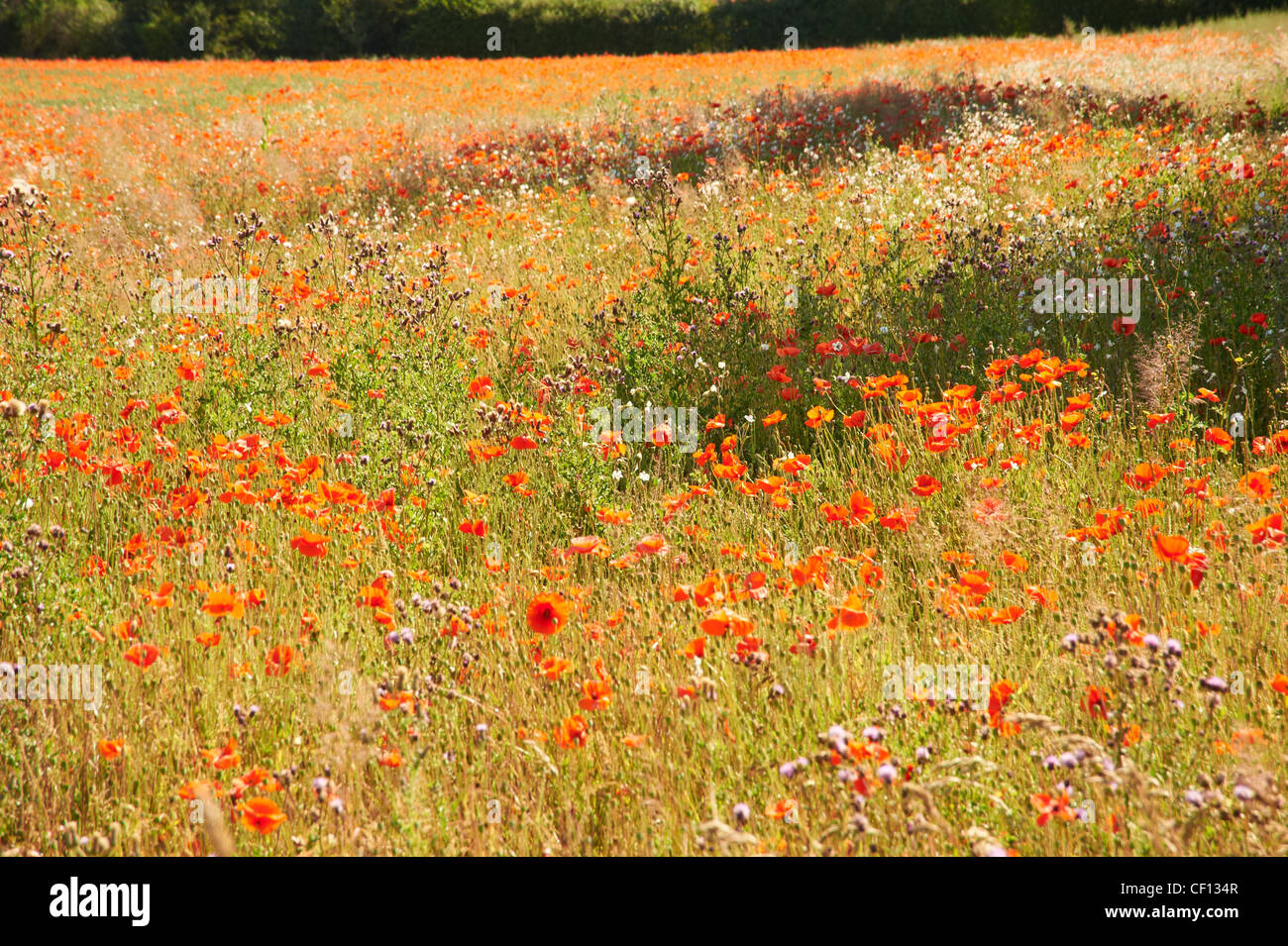 A field of poppies Stock Photo Alamy