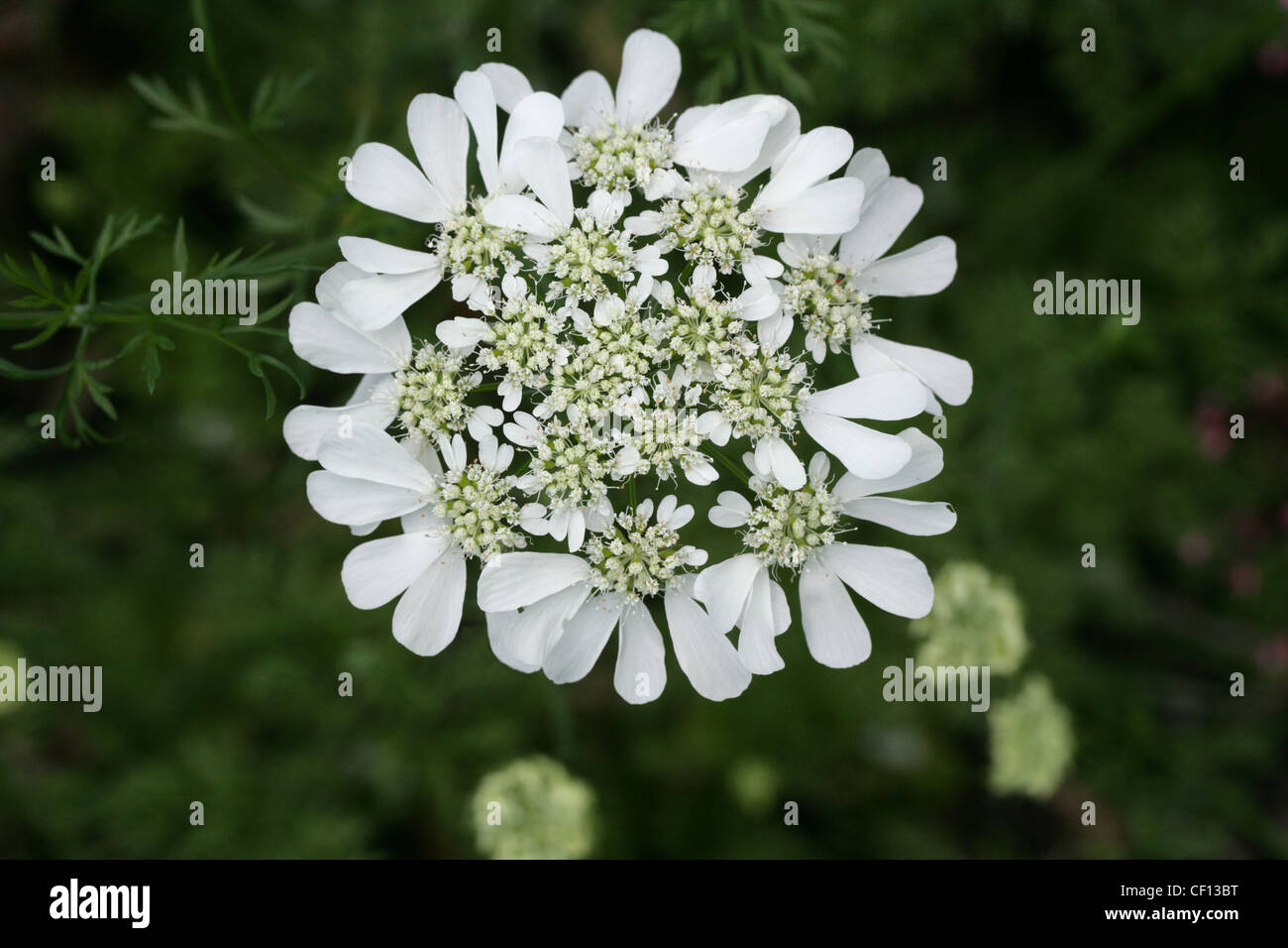 Coriander Flower, Coriandrum sativum, Apiaceae. Also called Cilantro