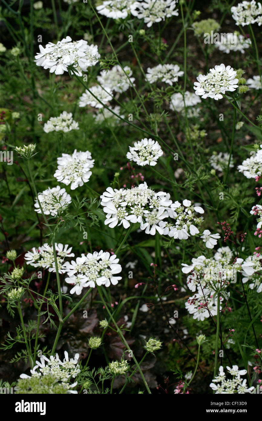 Coriander Flower, Coriandrum sativum, Apiaceae. Also called Cilantro