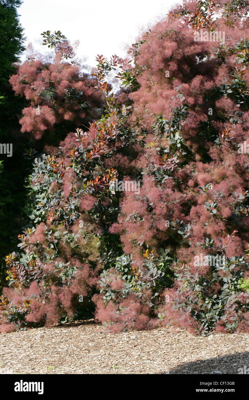 American Smoketree, Chittamwood, Wild Smoke Tree, Yellow Wood, Cotinus obovatus x coggygria, Anacardiaceae. Stock Photo