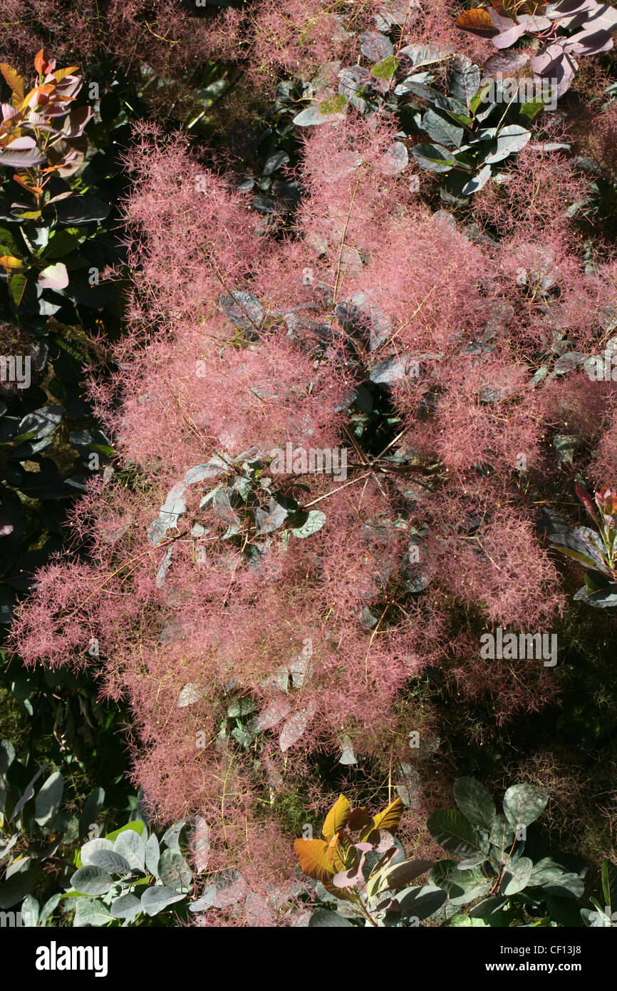 American Smoketree, Chittamwood, Wild Smoke Tree, Yellow Wood, Cotinus obovatus x coggygria, Anacardiaceae. Stock Photo