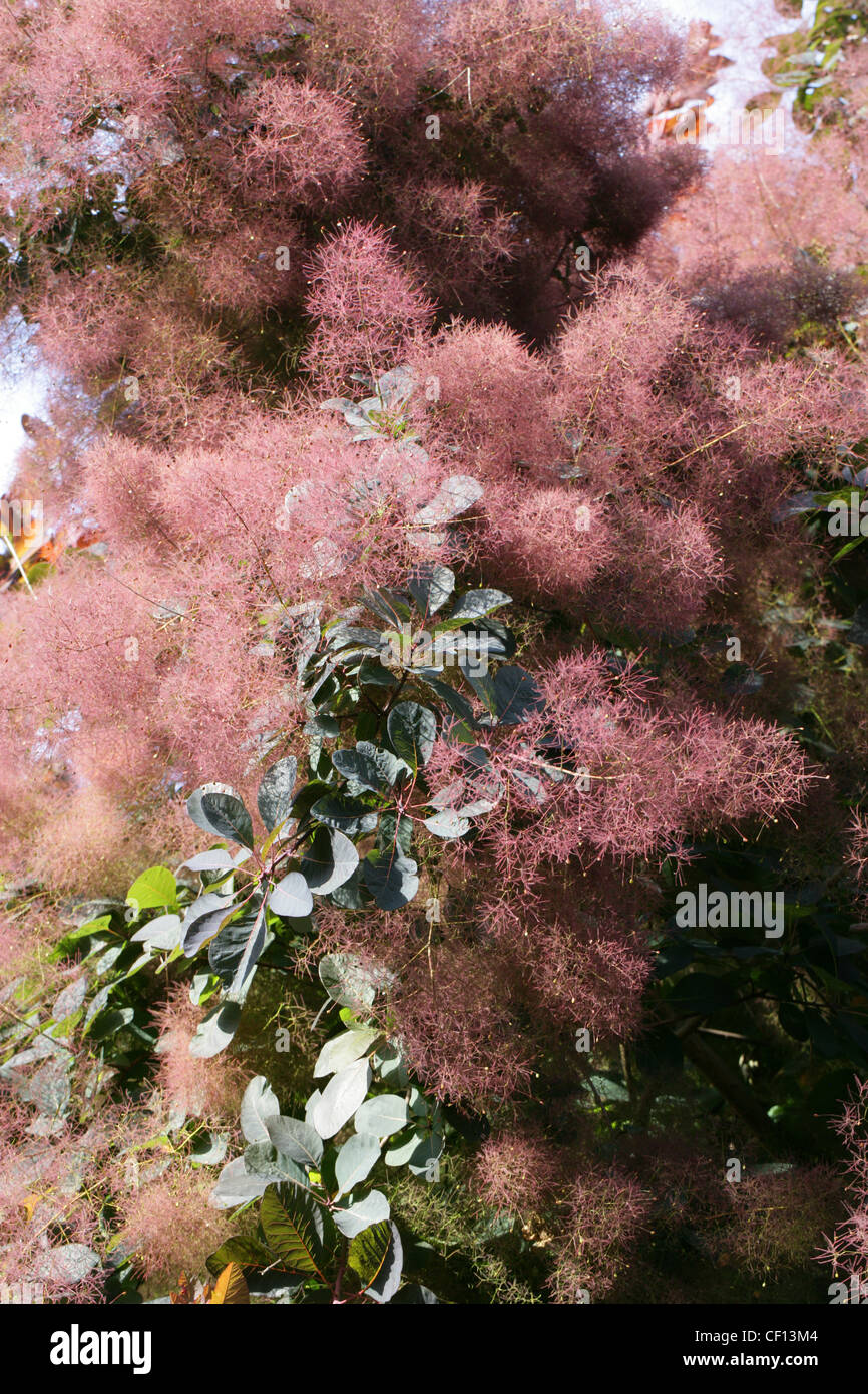 American Smoketree, Chittamwood, Wild Smoke Tree, Yellow Wood, Cotinus