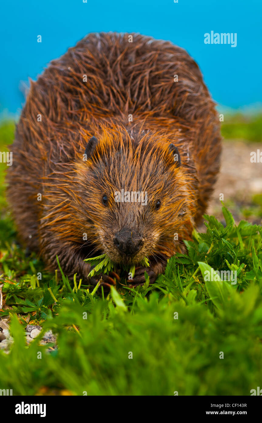 Close-up shot of a wild beaver eating a grass by the lake in Yellowstone Stock Photo