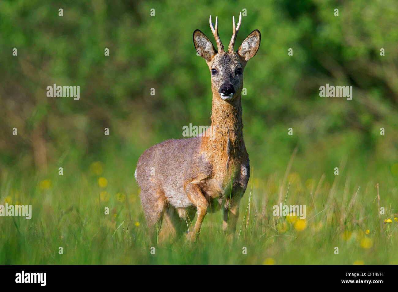 Roe deer capreolus capreolus edge hires stock photography and images