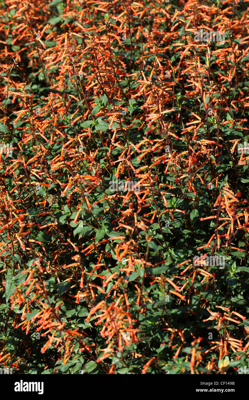 Dwarf Pomegranate, Punica granatum var. nana, Lythraceae. Western Asia. Stock Photo