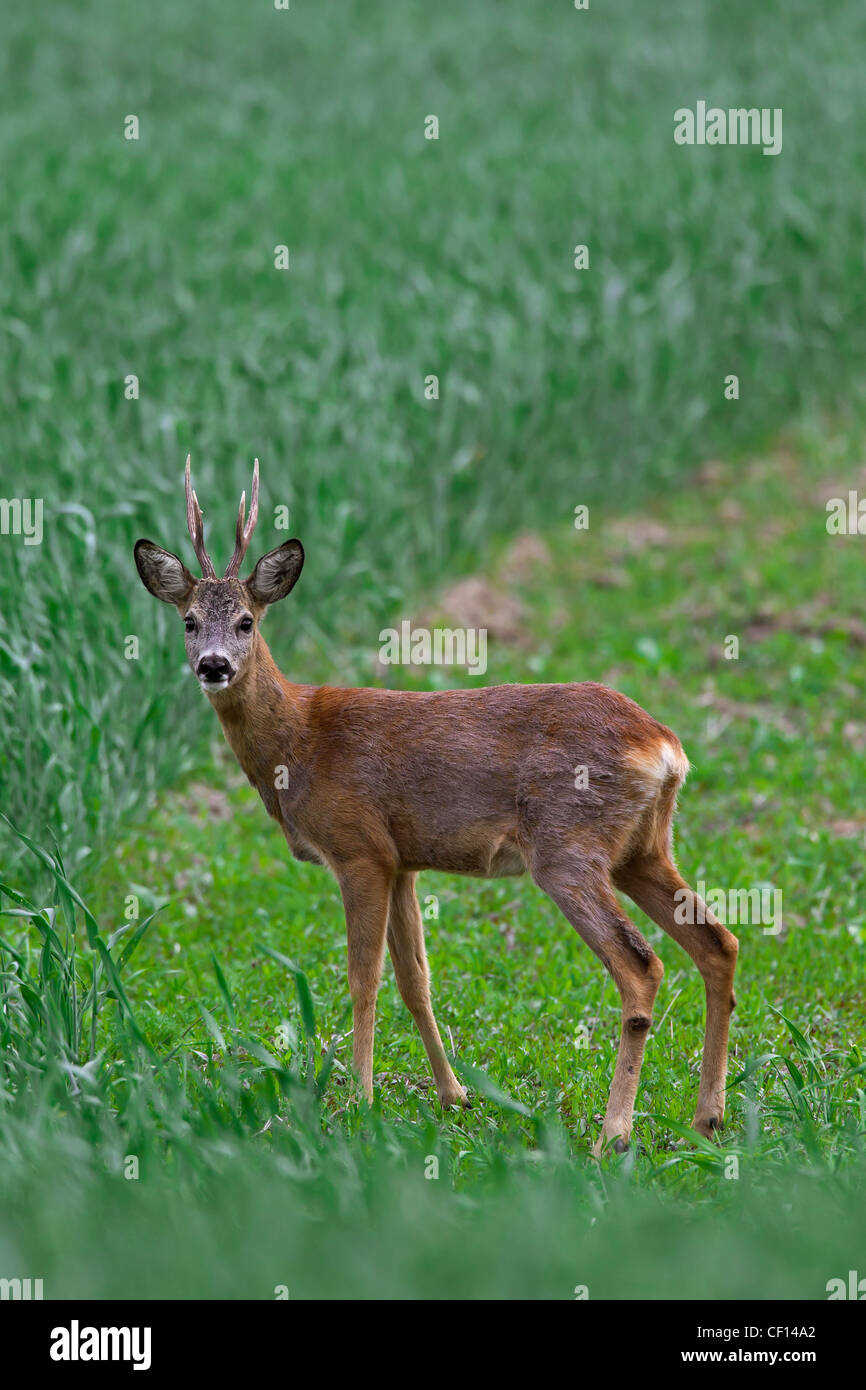 Roe deer (Capreolus capreolus) roebuck in field in spring, Germany Stock Photo