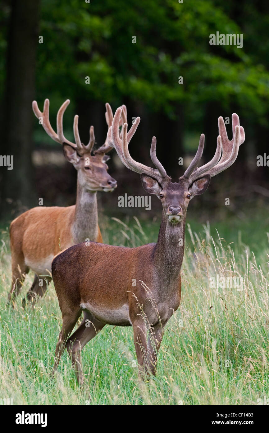 Two Red deer stags (Cervus elaphus) with antlers covered in velvet in summer, Denmark Stock Photo