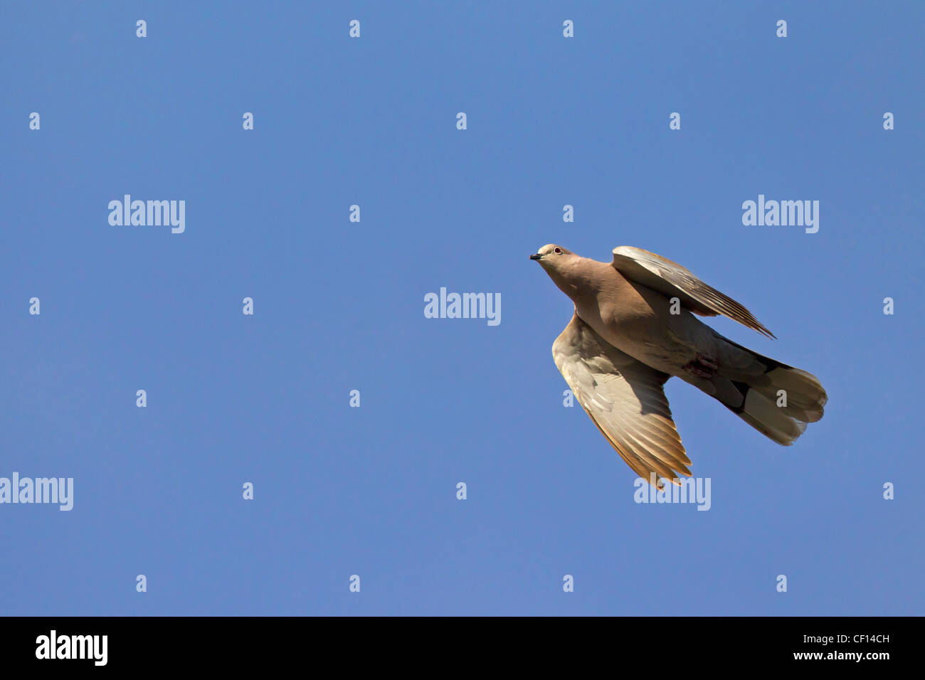 Eurasian collared dove in flight hires stock photography and images