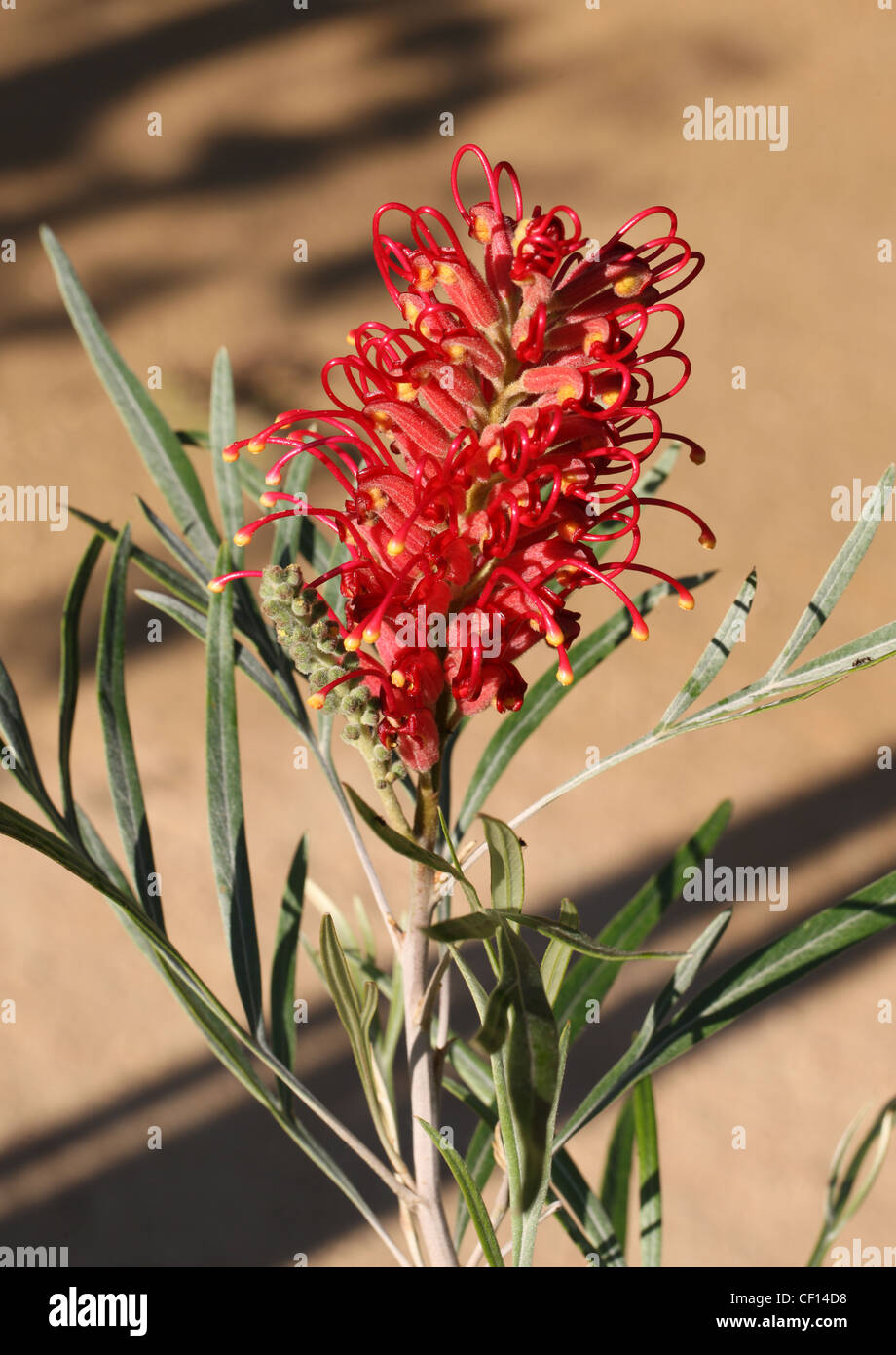Banks Grevillea, Kahili or Spider Flower, Grevillea banksii, Proteaceae. Australia. Stock Photo