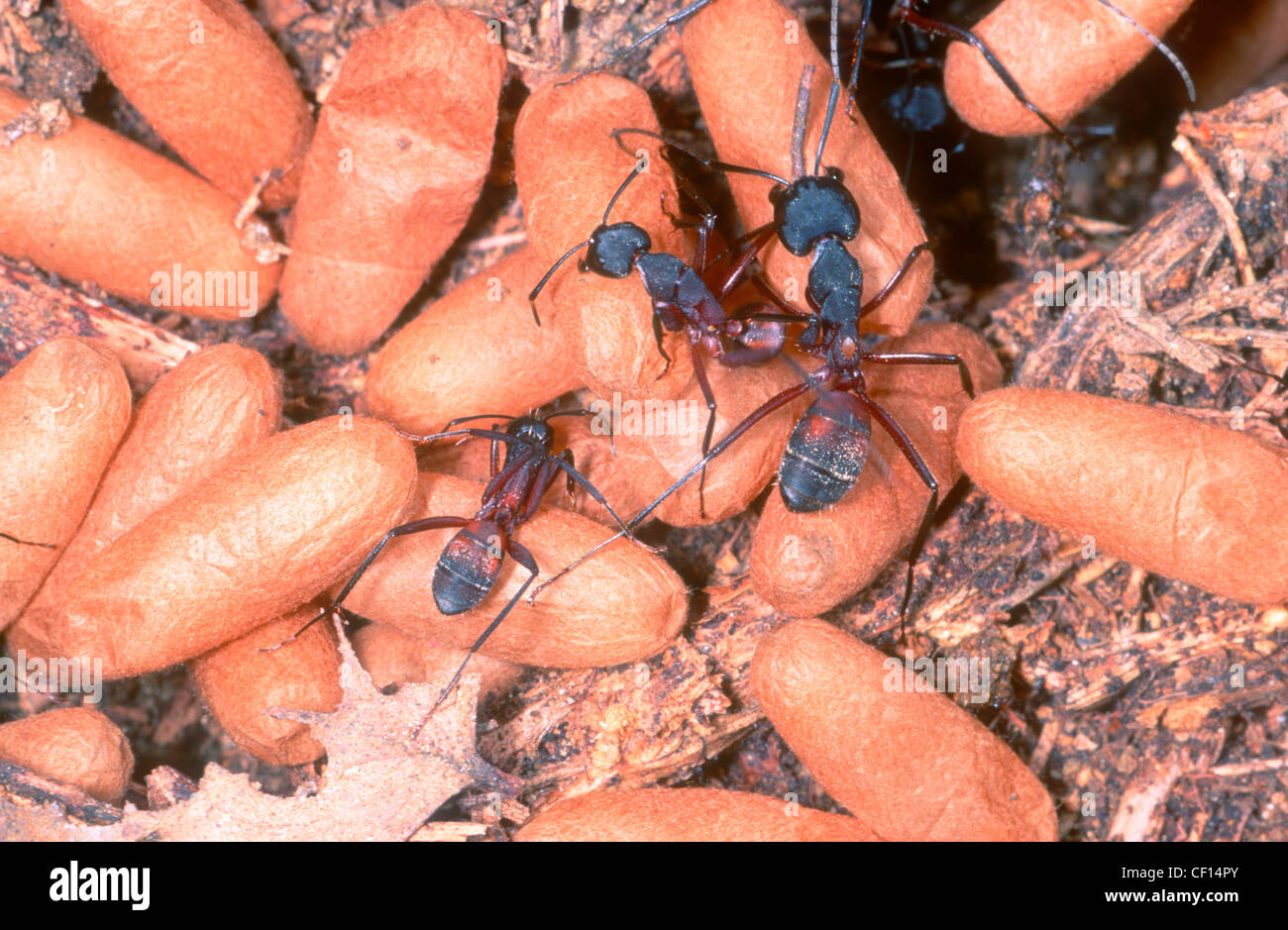 Ants, Camponotus cruentatus. Workers carrying  pupae Stock Photo