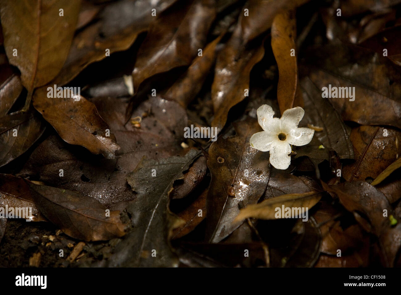 A white flower lays among brown leaves in El Triunfo Biosphere Reserve in the Sierra Madre mountains, Chiapas state, Mexico. Stock Photo