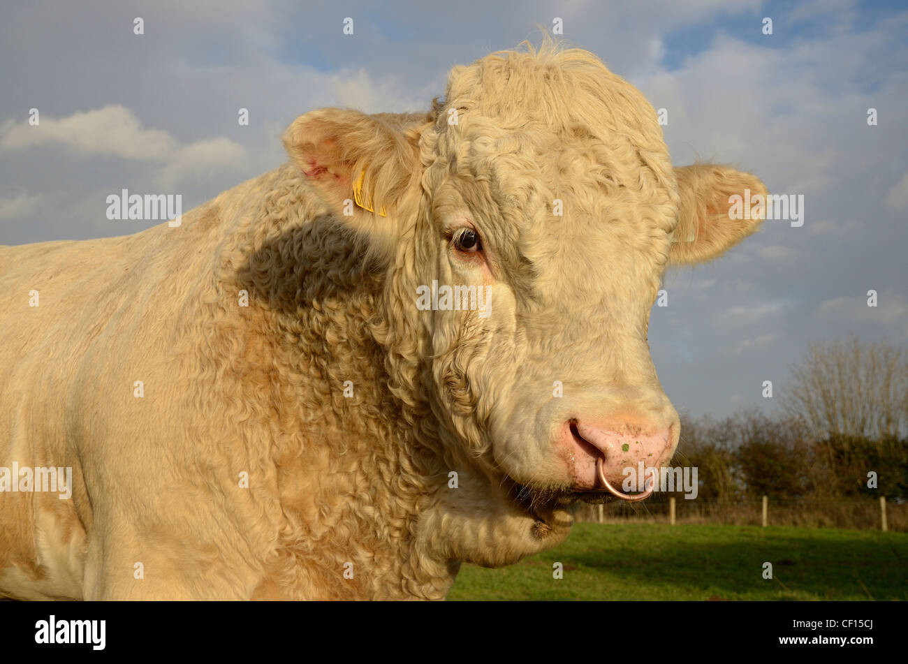 farm cattle, simmental bull, portrait of head Stock Photo - Alamy