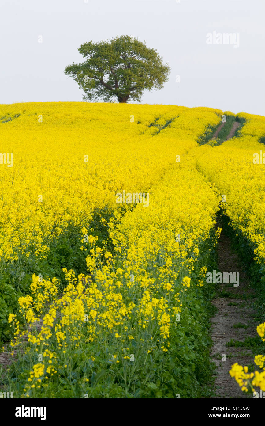 A lone oak tree perched on the brow of a hill surrounded by oilseedrape Stock Photo