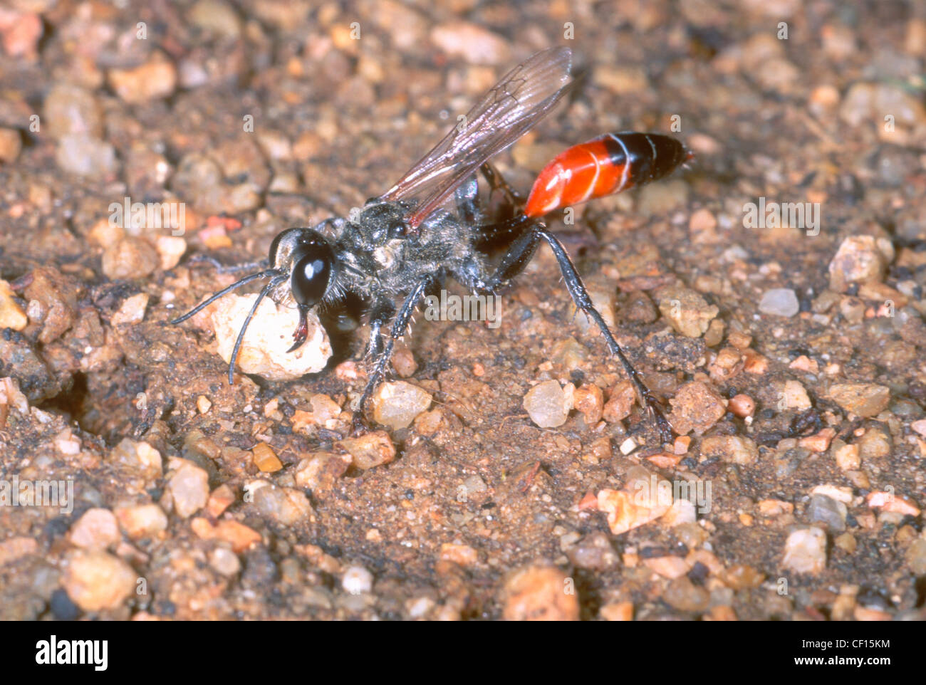 Digger or Sand Wasp, Sphex albisectus. Closing its nest with a small stone Stock Photo