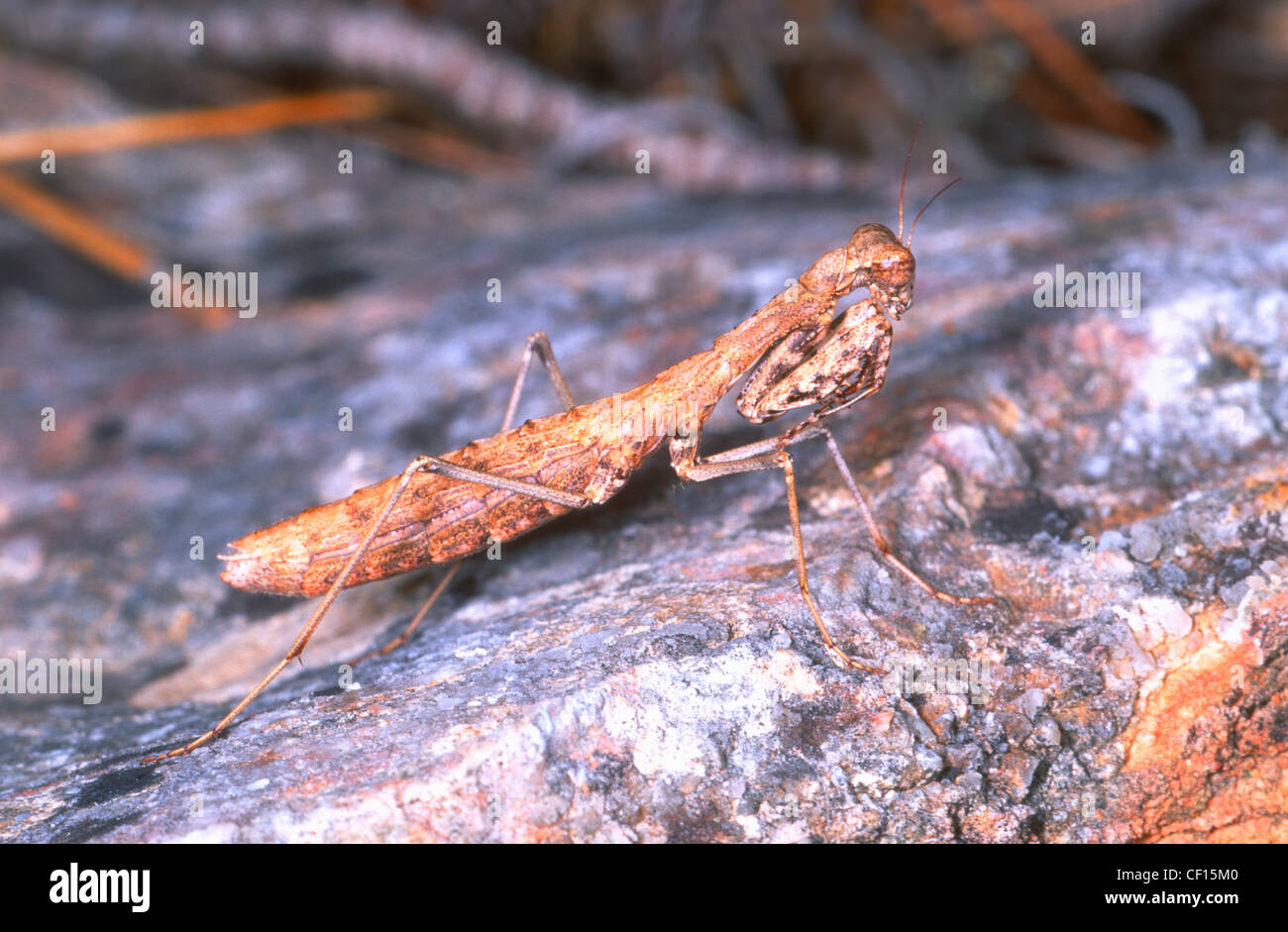 Mantis, Rivetina baetica. On ground Stock Photo
