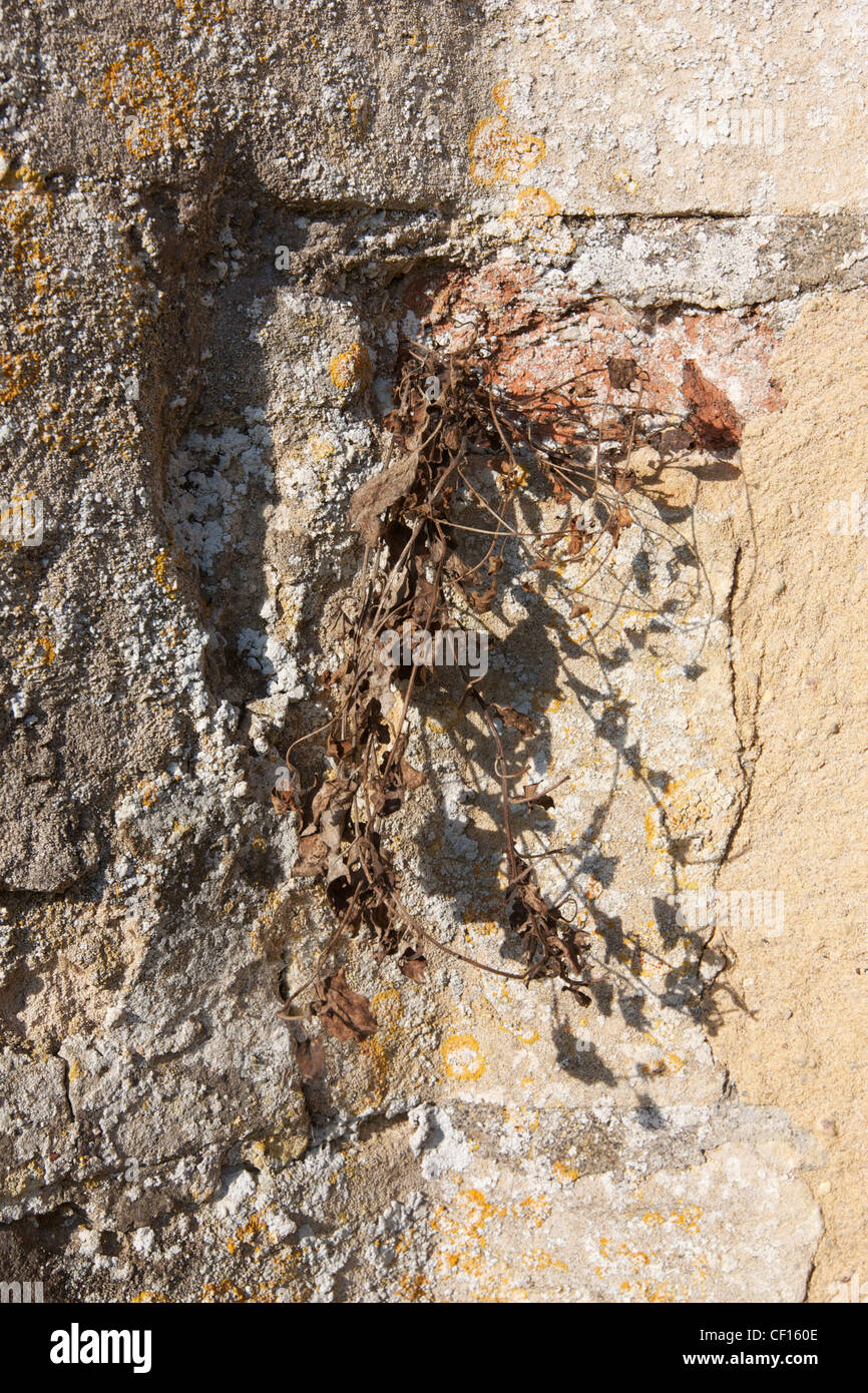 Plant growing from church stone wall Stock Photo - Alamy