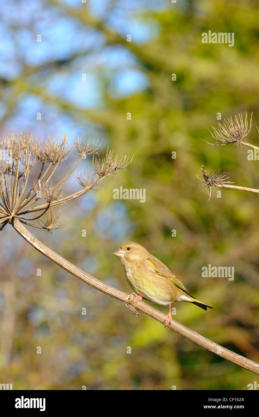 Greenfinch, carduelis chloris, perched on giant hogweed, heracleum mantegazzianum, Norfolk, England, October Stock Photo