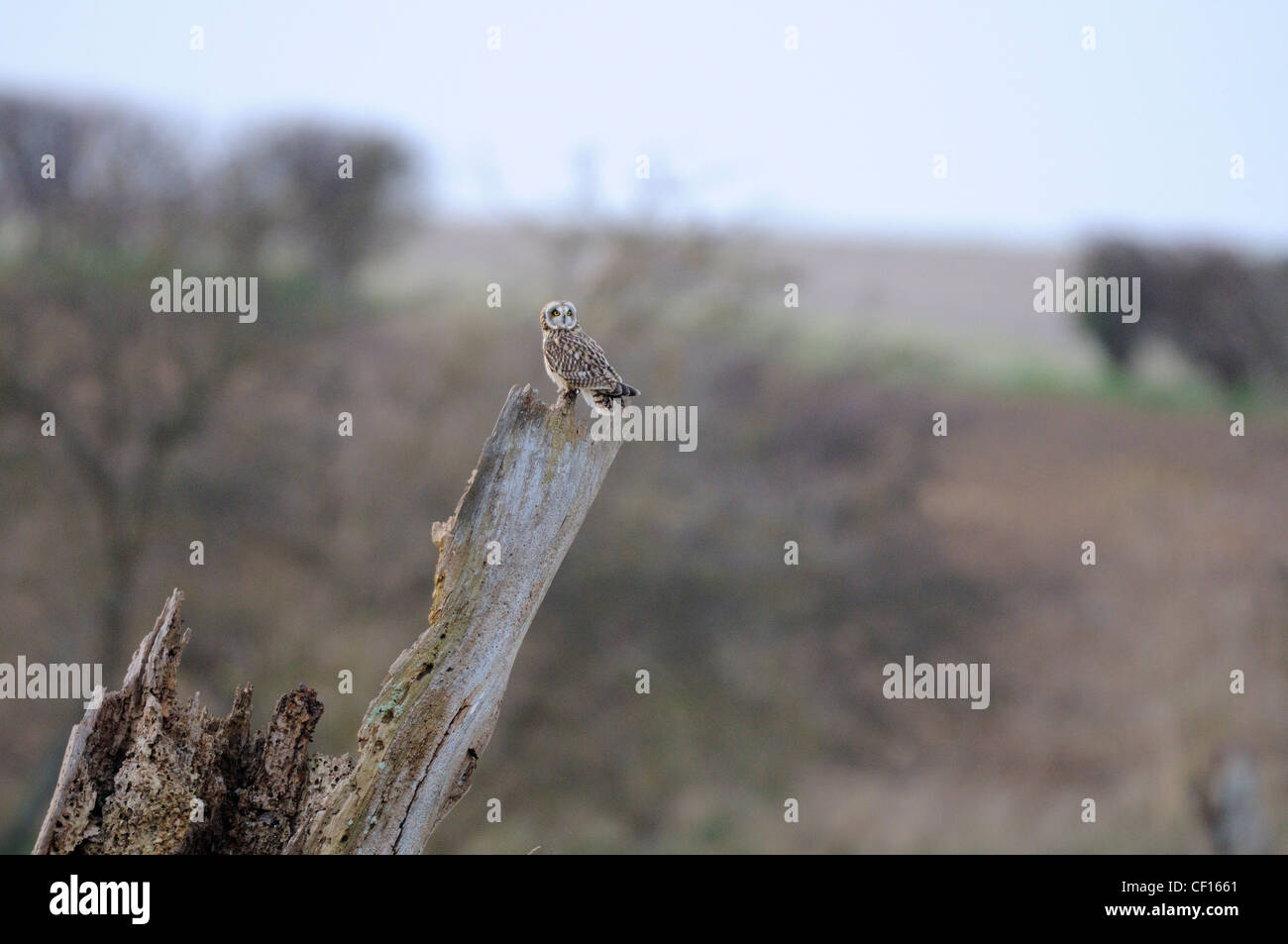 Short eared owl, asio flammeus, perched on dead elm tree in rough pastureland, Norfolk, England, December Stock Photo