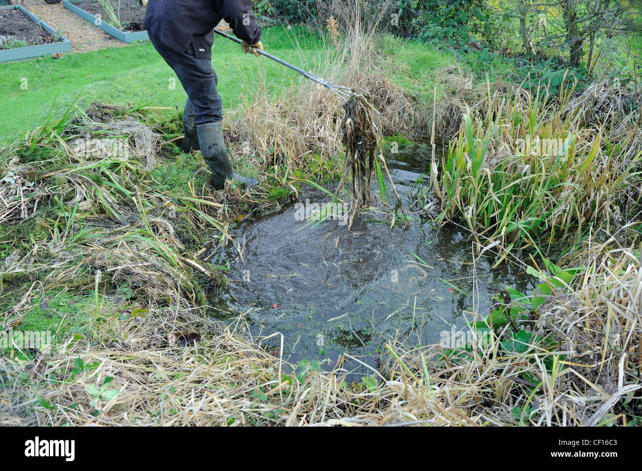 Cleaning out the garden pond in springtime, Stock Photo