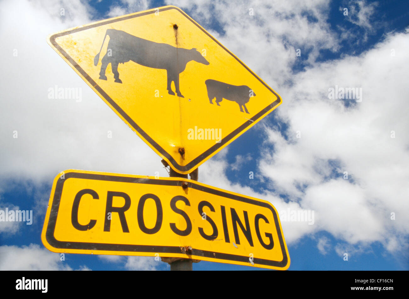 An Australian road sign warning people of the presence of sheep and cattle crossing the road. Stock Photo