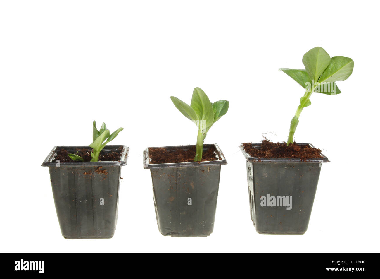 Three broad bean seedlings in pots in ascending order of growth isolated against white Stock Photo