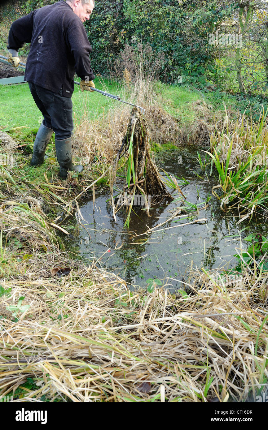 Man Clearing out the garden pond in springtime Stock Photo