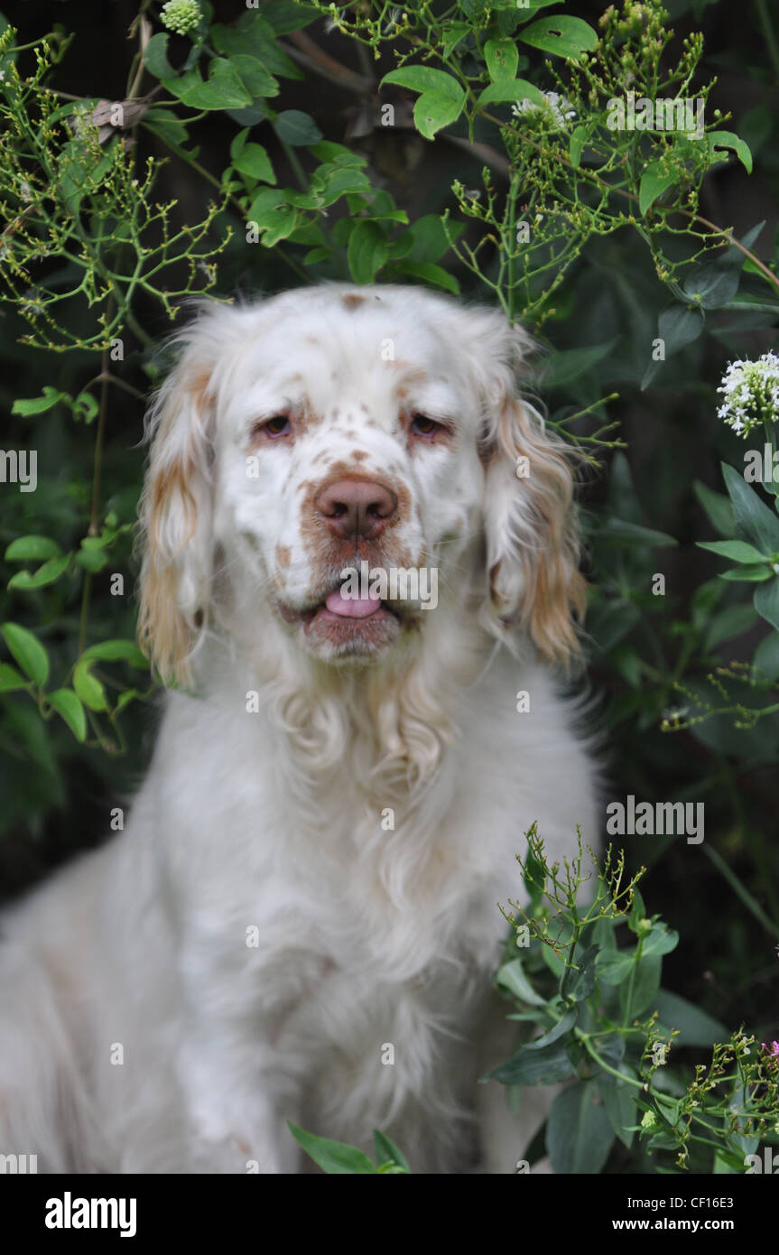 Clumber spaniel in the bushes Stock Photo