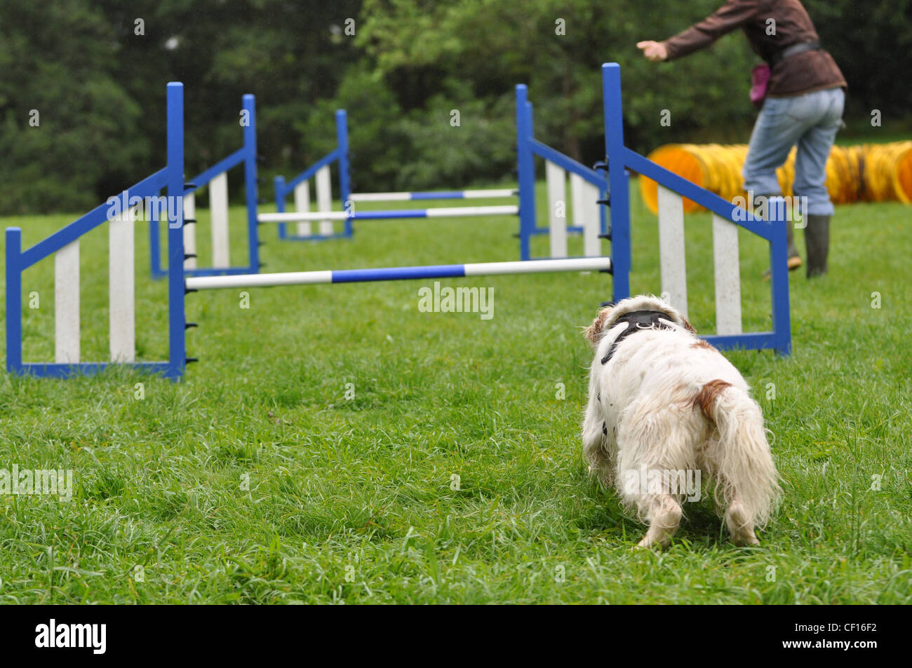 Clumber spaniel getting ready to do an agility course Stock Photo