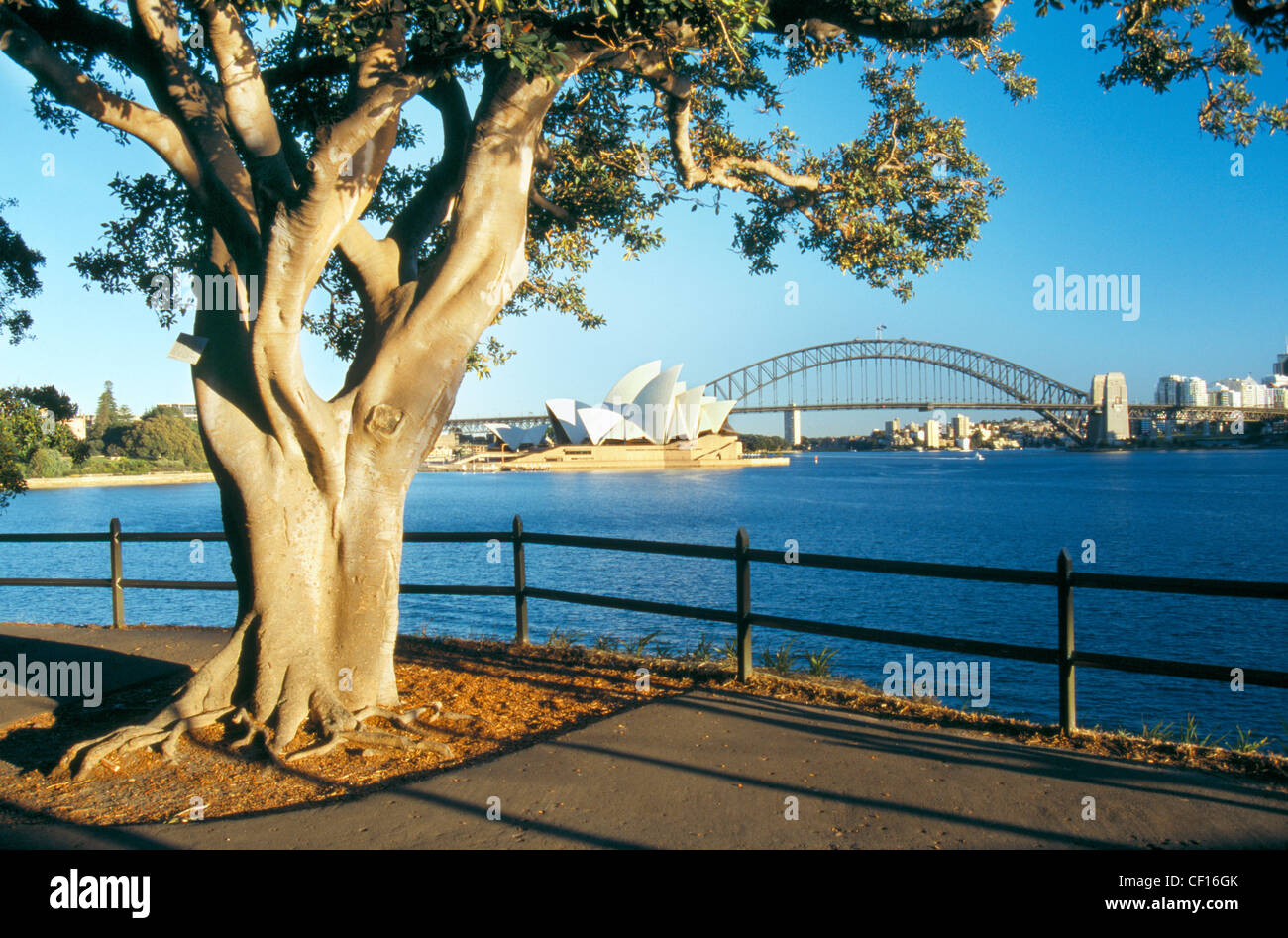 A view of Sydney Harbour and the Opera House framed by a tree n early morning sunshine. Stock Photo