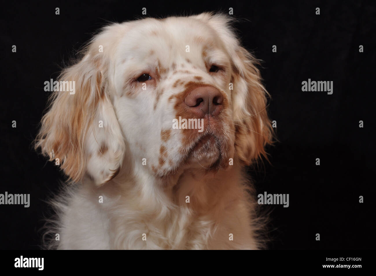 Clumber spaniel photographed on a black backdrop Stock Photo