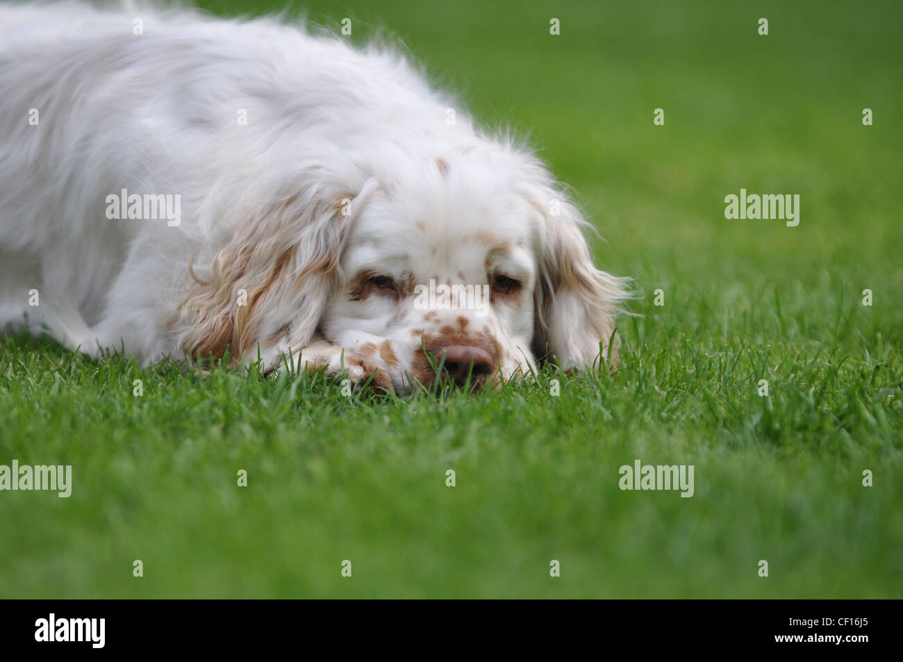 Clumber Spaniel having a rest which is what they like to do best! Stock Photo