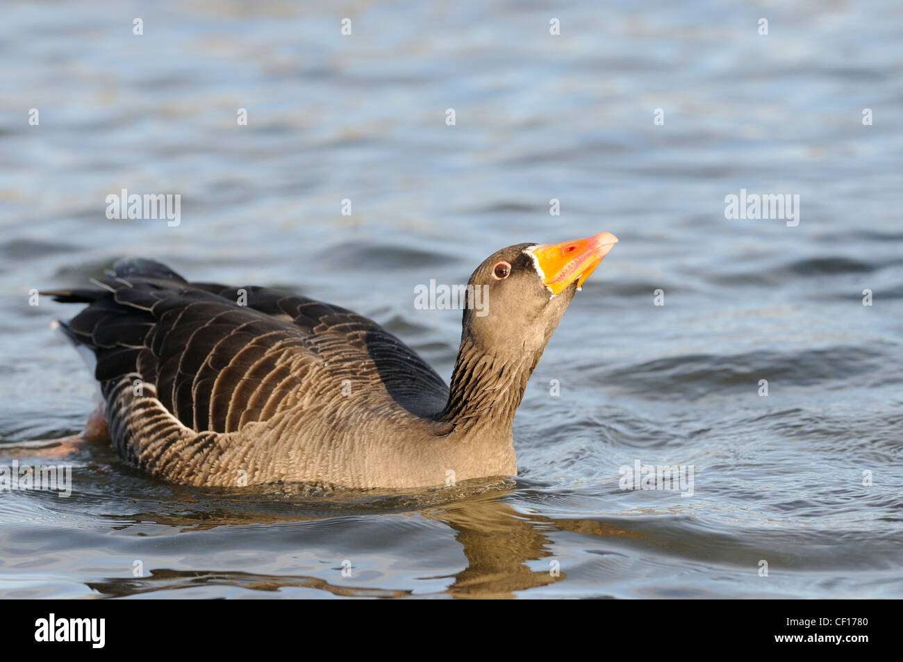 greylag goose, anser anser, diiplaying agressive posture Stock Photo