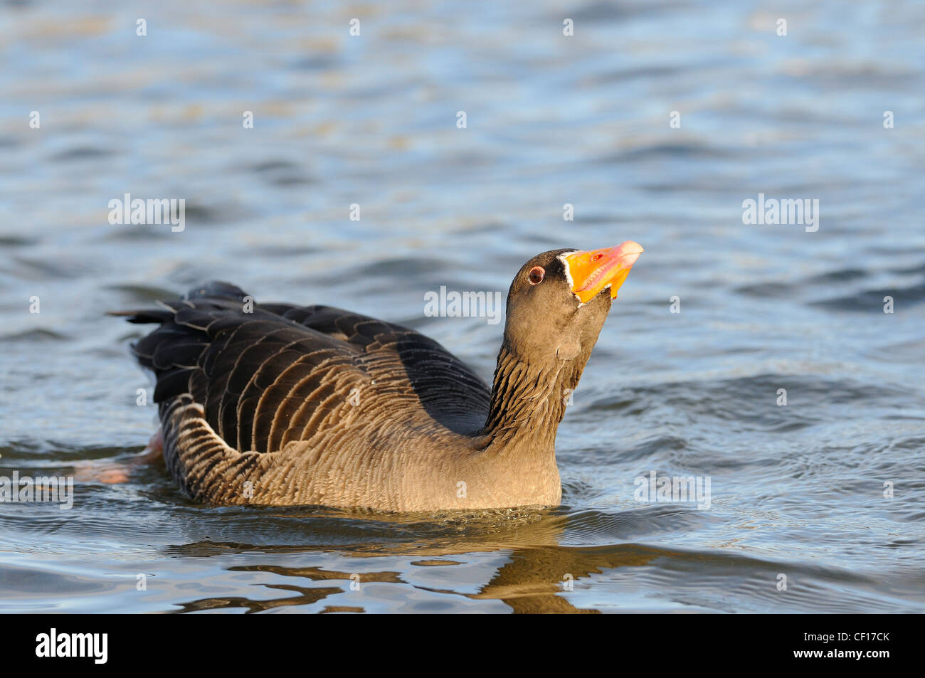 greylag goose, anser anser, diiplaying agressive posture Stock Photo