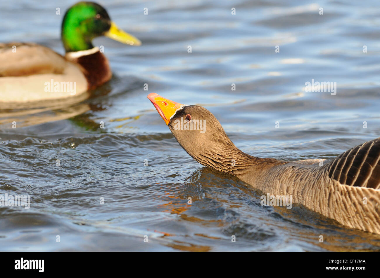 greylag goose, anser anser, showing agressive behavior towards, Mallard, Stock Photo