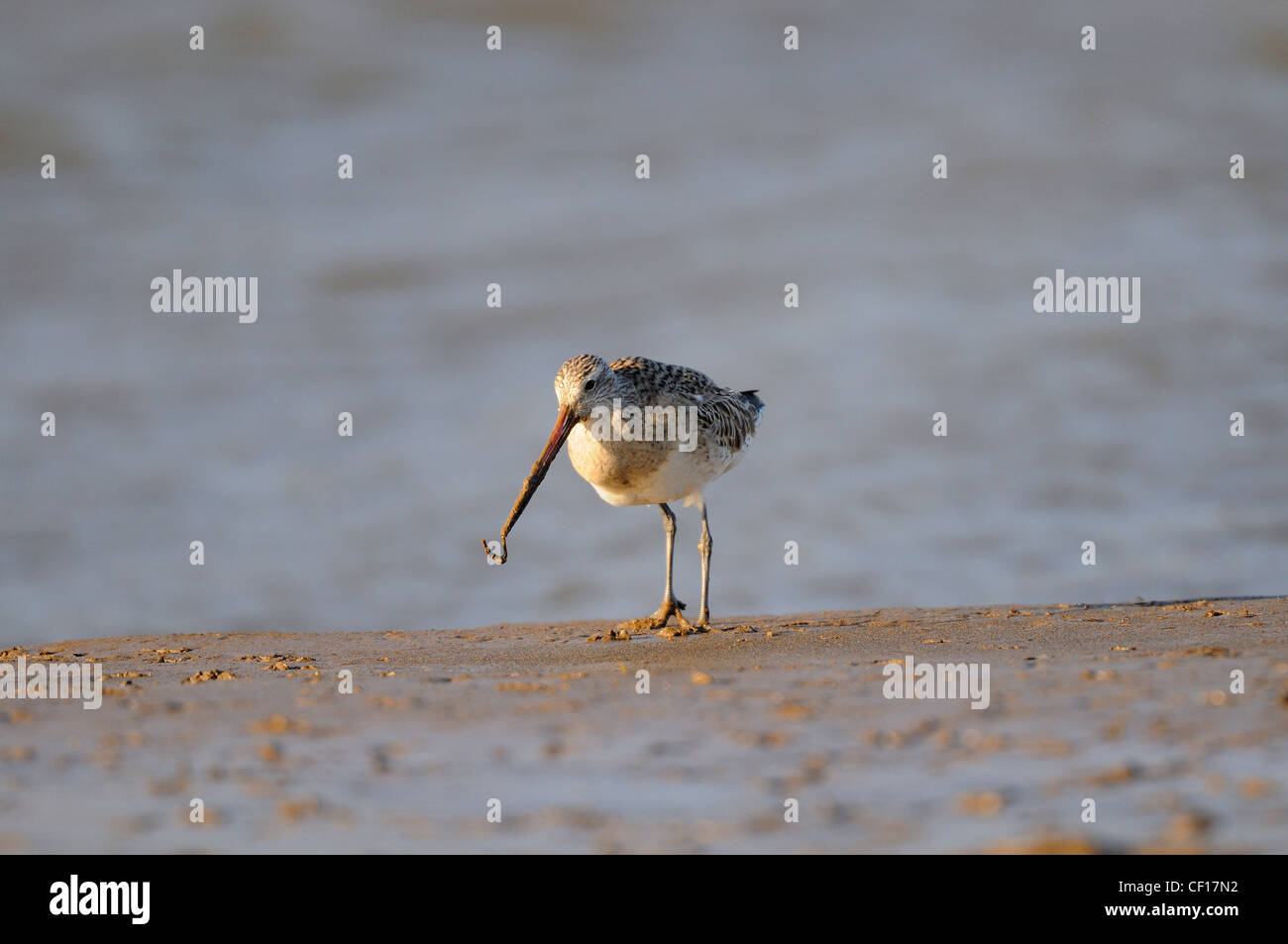 Bar tailed godwit, limosa lapponica, probing for invertebrates in inter tidal area, February Stock Photo