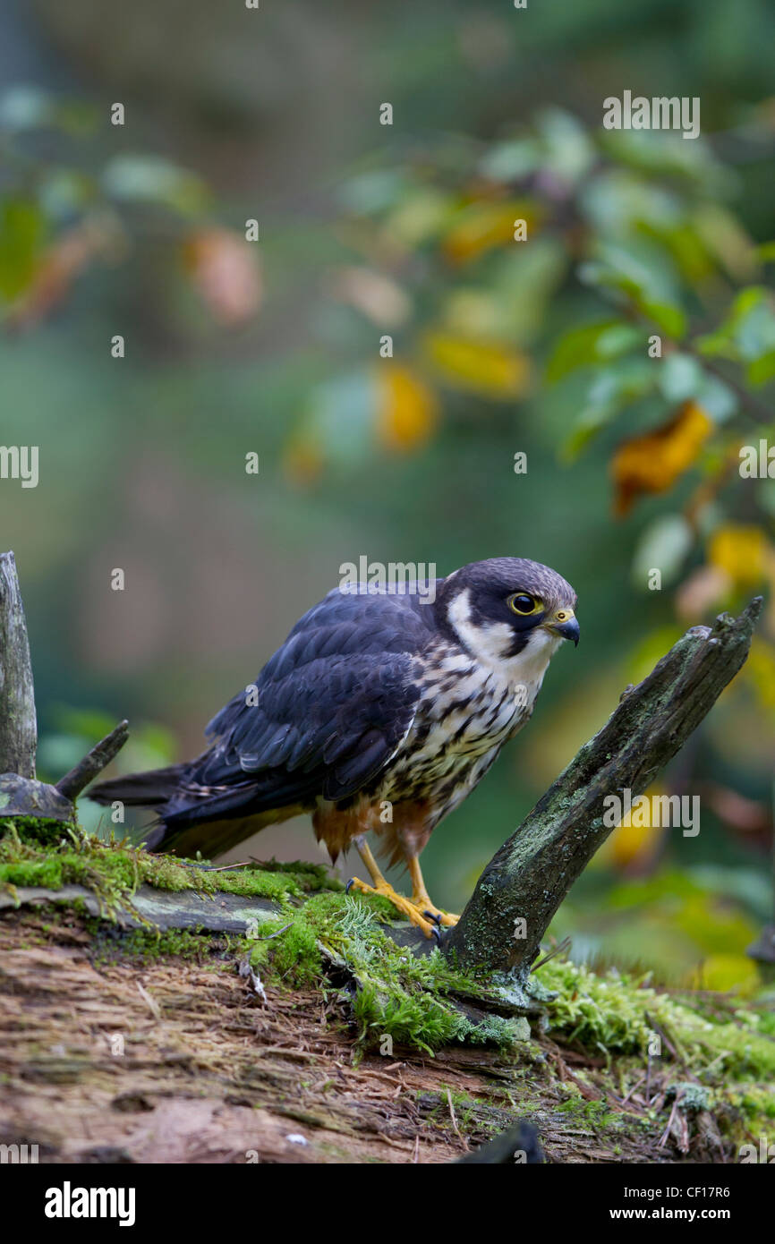 Eurasian Hobby Falco subbuteo Baumfalke Falke Stock Photo
