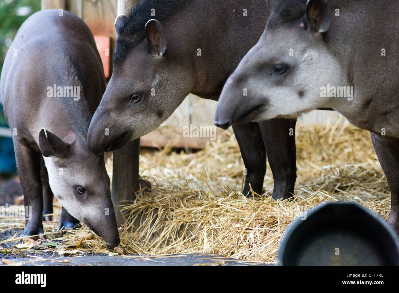 Baby Tapir Stock Photos & Baby Tapir Stock Images - Alamy