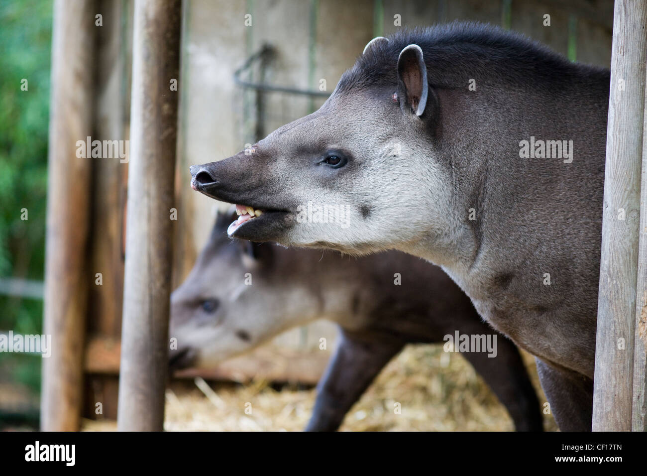 Tapir, growling, snarling and baring teeth Stock Photo