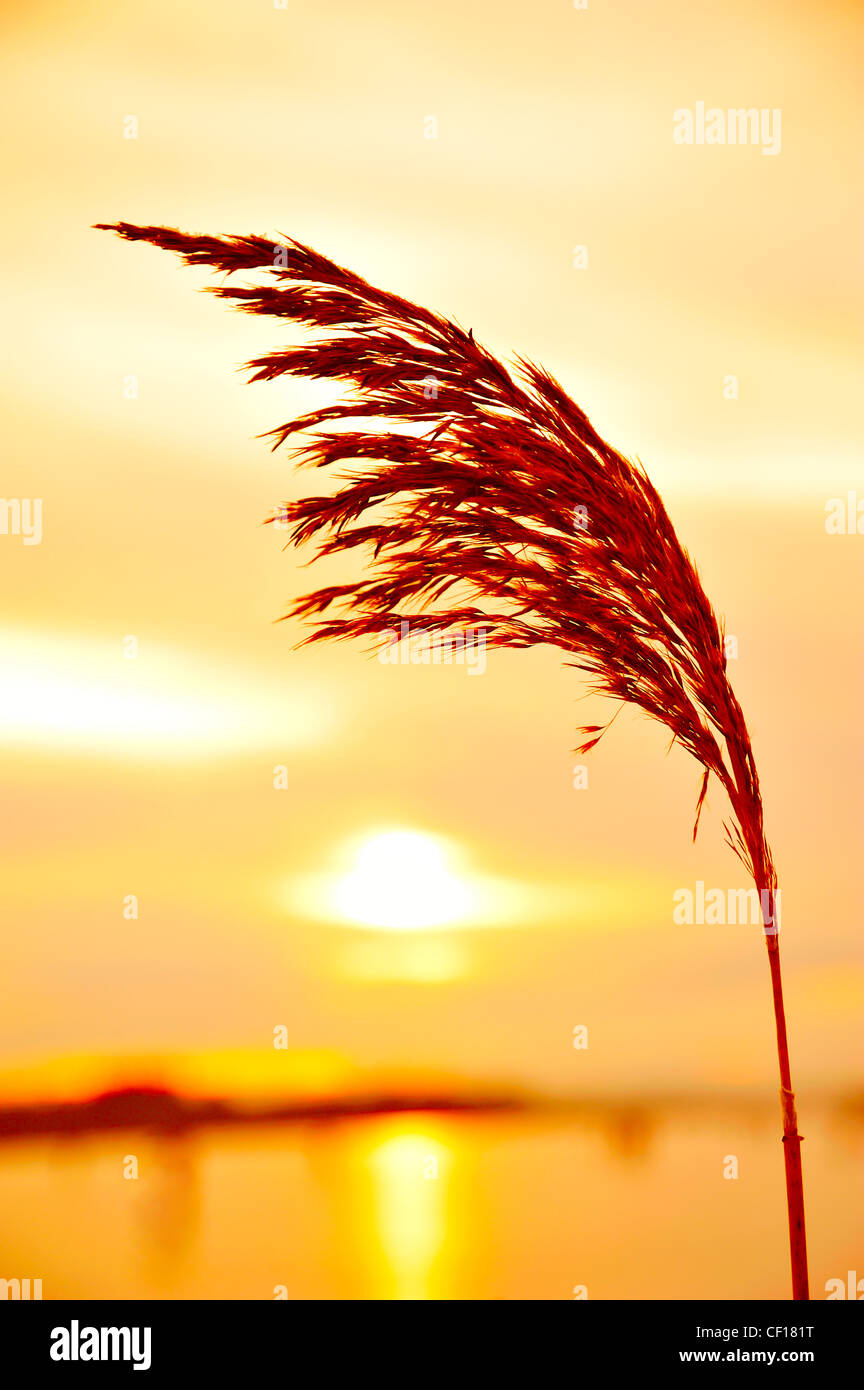 Photograph of a reed back lit by a sunset on the Lake of Menteith ...