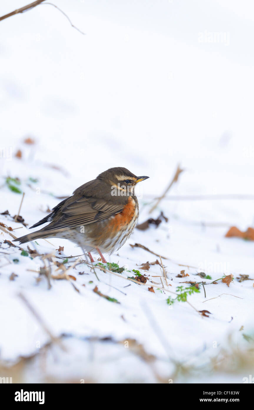 Redwing, turdus iliacus, foraging in snow covered ground, Stock Photo