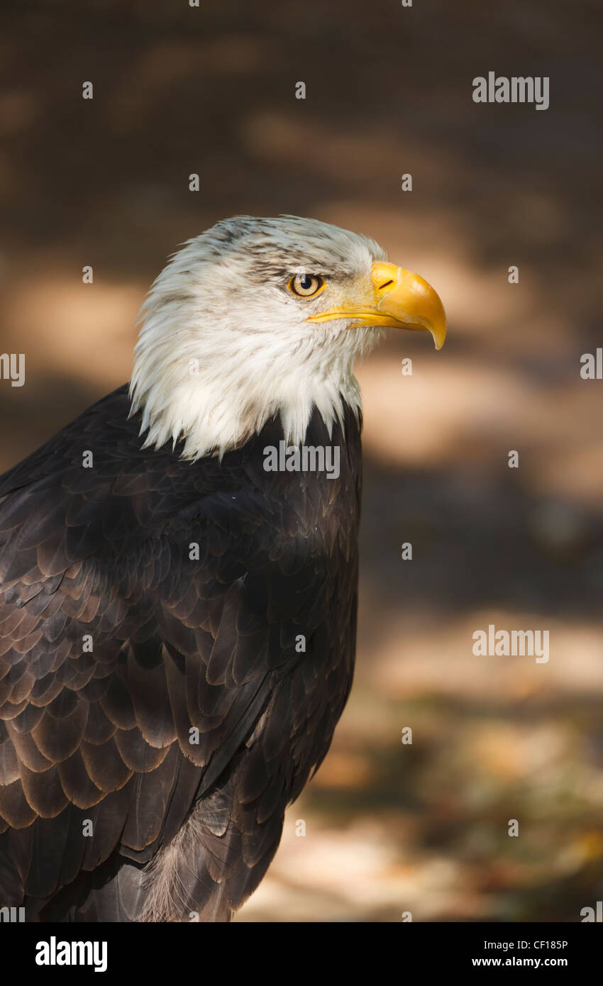 Bald Eagle. Haliaeetus leucocephalus Stock Photo - Alamy