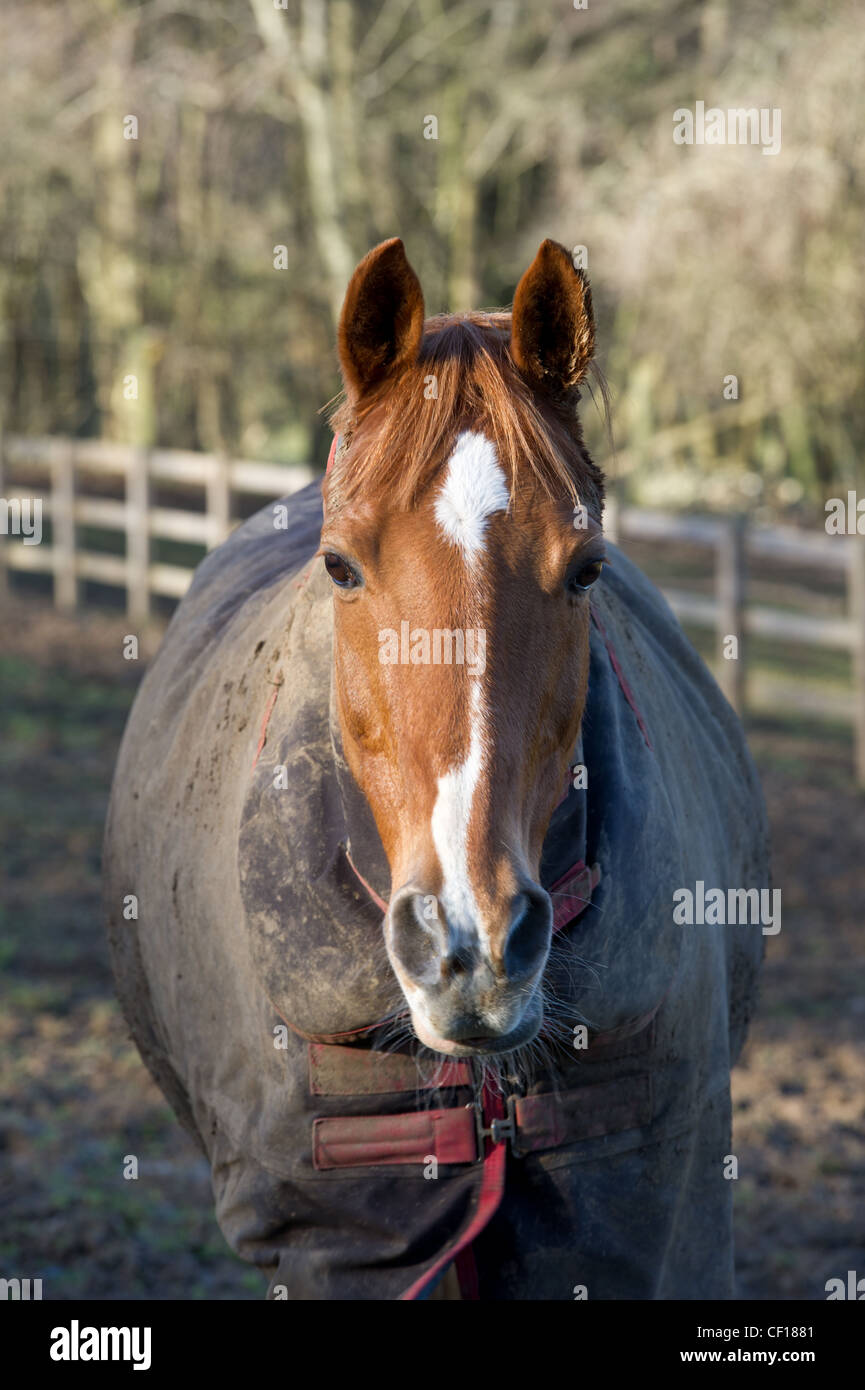 Muddy horse in the field Stock Photo Alamy