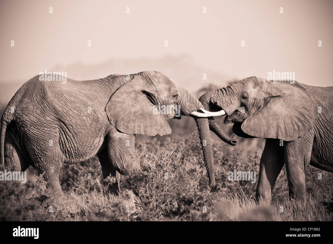 African elephant touching hires stock photography and images Alamy
