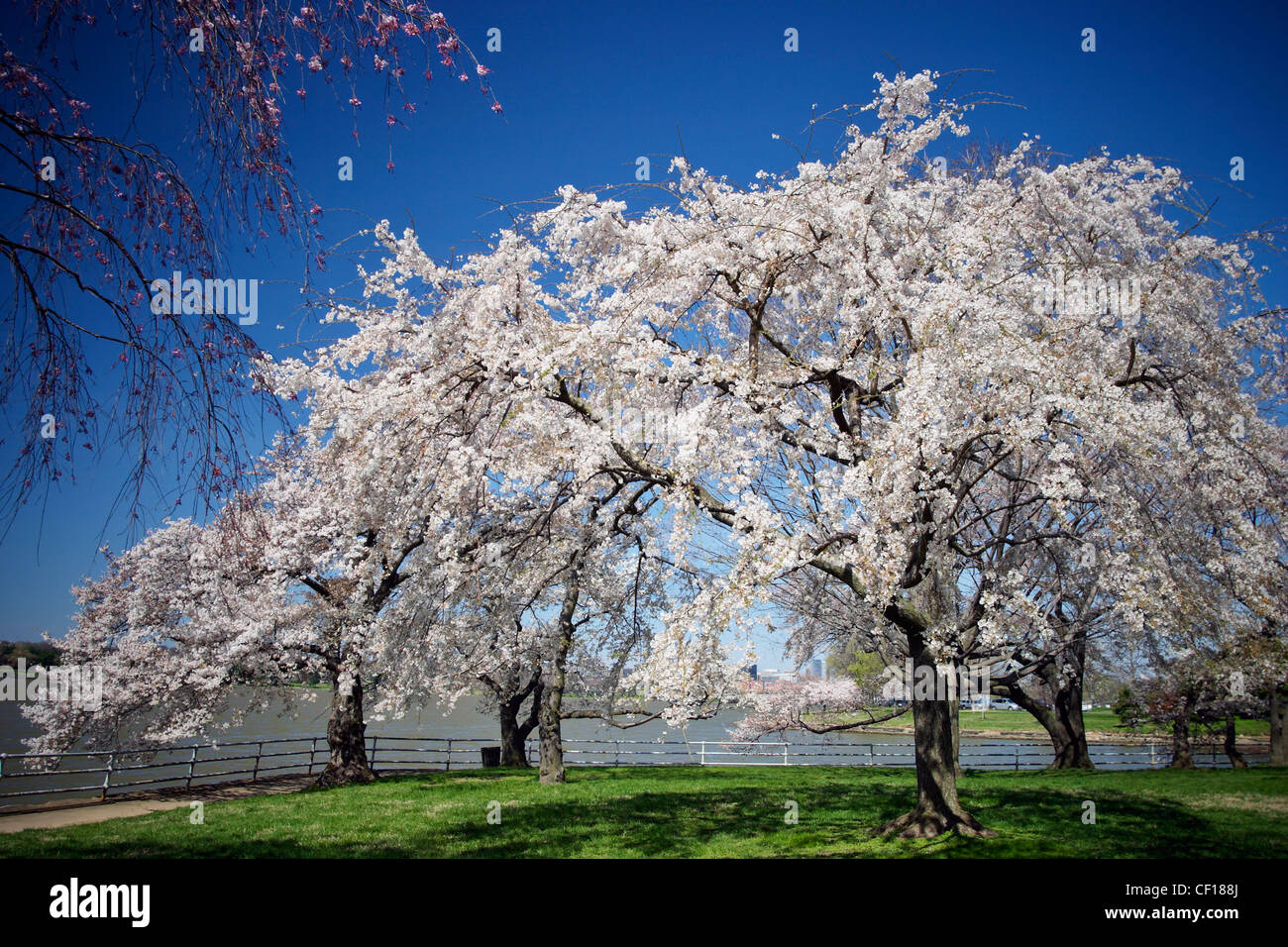 Blooming Japanese cherry blossom trees on the east bank of the Potomac River, Washington, DC. Stock Photo